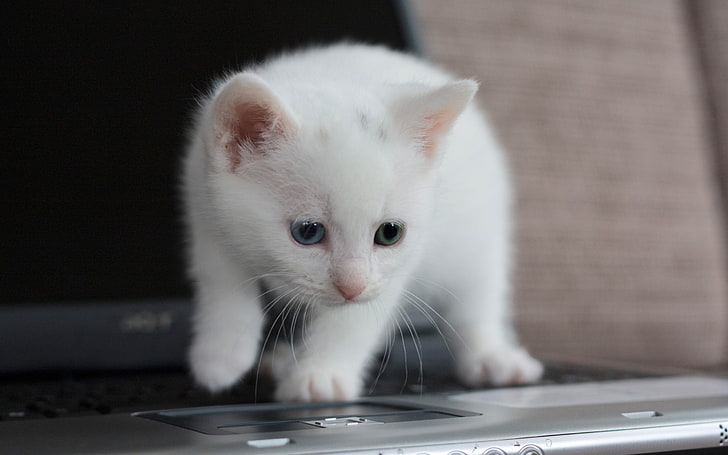 子猫のノートパソコンの外観 動物の写真のhdの壁紙 白いトラ猫 Hd