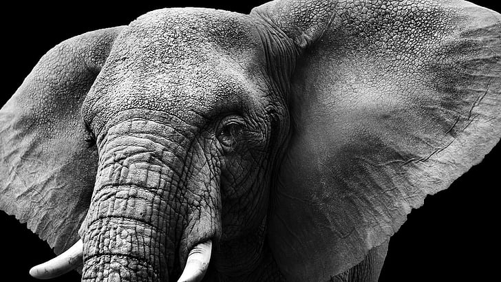 elephant, wild animal, wildlife, b&w, animals, monochrome, black and white, HD wallpaper