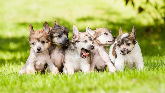 cachorros, cachorros, crías de animales, perros, animales, hierba, Fondo de pantalla HD HD wallpaper