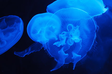 4K, meduse blu, sott'acqua, Sfondo HD HD wallpaper