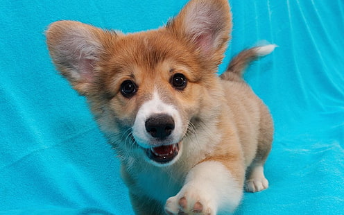 Corgi Puppy, tan and white Pembroke Welsh corgi puppy, Animals, Dog, animal, cute, HD wallpaper HD wallpaper