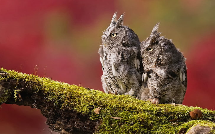 two gray owls, animals, photography, owl, moss, birds, HD wallpaper