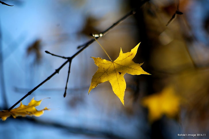 кленовый лист, листья, осень, HD обои