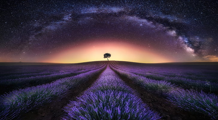 Flowers, Lavender, Field, Flower, Landscape, Lonely Tree, Milky Way, Nature, Night, Purple Flower, Sky, Starry Sky, Tree, HD wallpaper