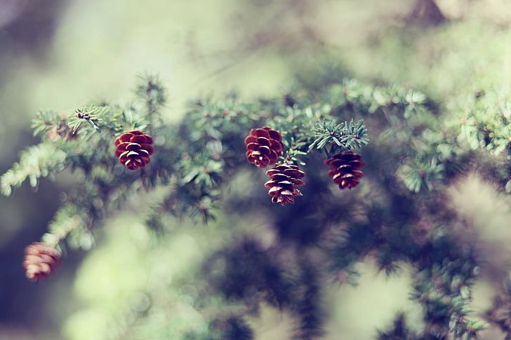 brown pinecones, cones, fir-tree, branch, degradation, HD wallpaper