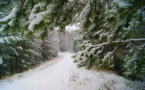 Път в заснежената гора, борови дървета, покрити със сняг, природа, 2560x1600, сняг, зима, дърво, гора, пътека, HD тапет HD wallpaper