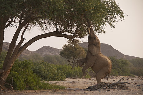 grauer Elefant, Tiere, Natur, Tierwelt, Elefant, Tierbabys, HD-Hintergrundbild HD wallpaper