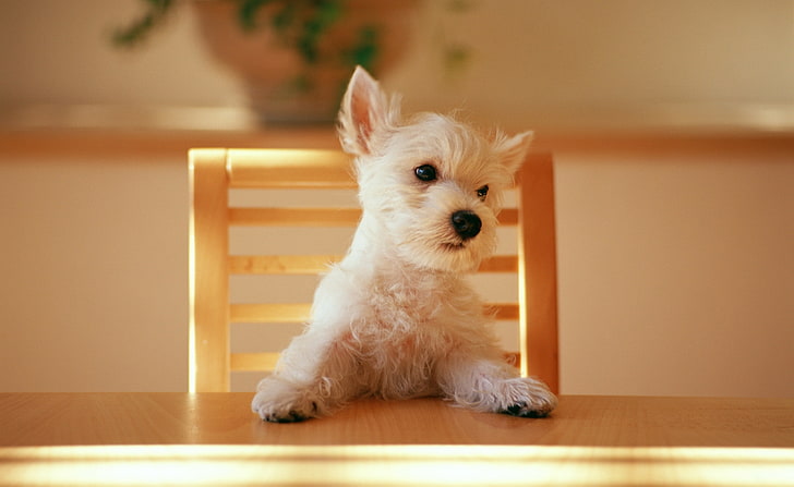 Perro sentado en una silla en la mesa, cachorro blanco de pelo corto, animales, mascotas, mesa, sentado, silla, Fondo de pantalla HD