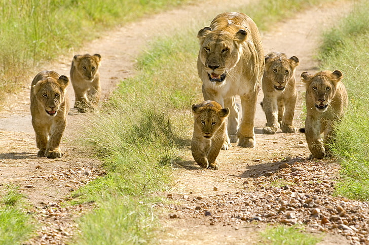 brun lejoninna och ungar, lejon, lejonungar, ungar, promenader, HD tapet