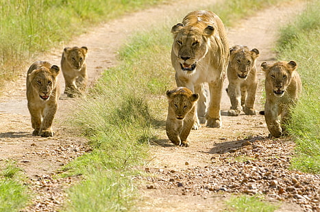 brun lejoninna och ungar, lejon, lejonungar, ungar, promenader, HD tapet HD wallpaper