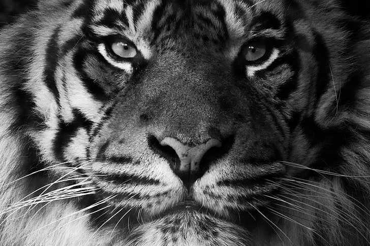 grayscale photo of tiger, look, face, predator, Sumatran tiger, HD wallpaper
