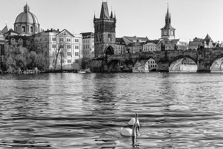 concrete buildings, water, river, Prague, Czech Republic, black and white, swans, The Czech Republic, Vltava, Praha, Charles bridge, Josefov, HD wallpaper