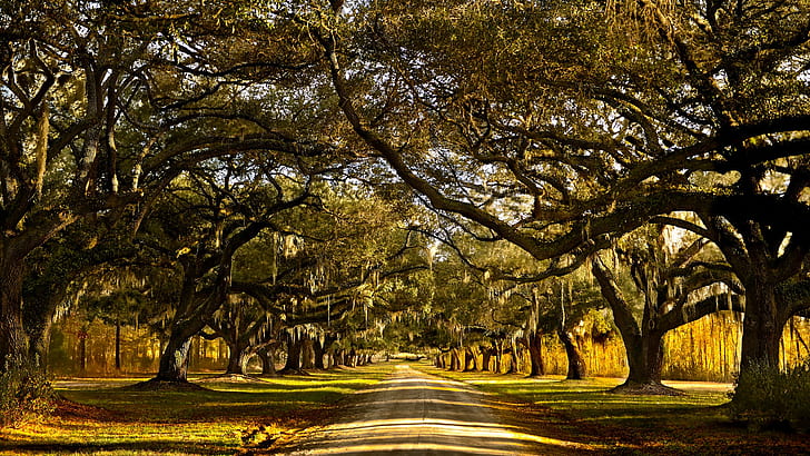Brays Island plantation, South Carolina, trees, North America, Mount Pleasant, Spanish Moss, Deep south, Lowcountry, road, USA, HD wallpaper
