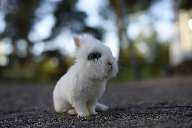 closeup photo of white rabbit, bunny, bunny, bunny, analog, closeup, photo, white rabbit, Nikon  D810, review, sample, images, test, pets, animal, cute, mammal, young Animal, small, fluffy, domestic Animals, fur, outdoors, nature, domestic Cat, HD wallpaper