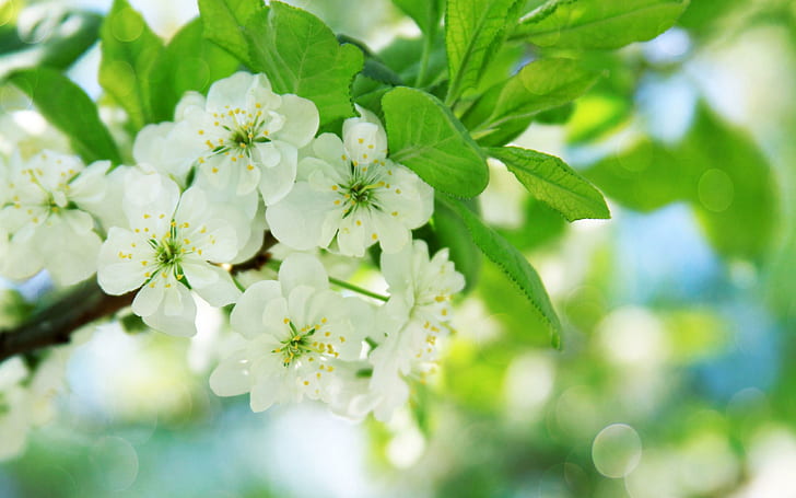 Pear Tree Flowers, white petaled flowers, flowers, trees, white flowers, blossom, nature, pear, beautiful, nature and landscapes, HD wallpaper