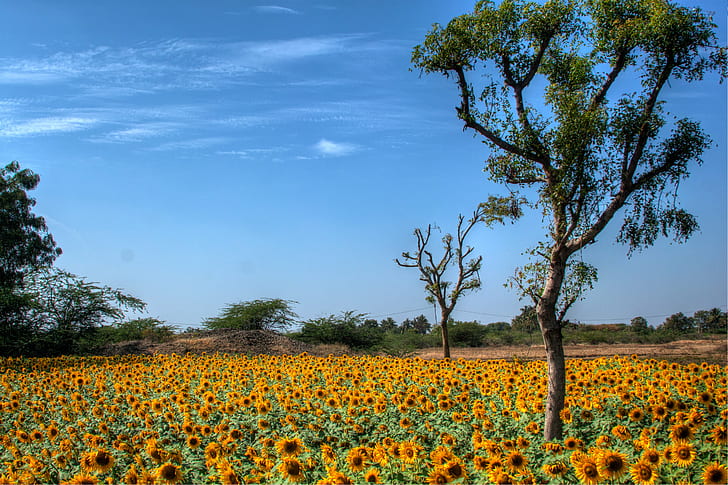photo of sunflower field surrounded with trees during daytime, artist, photographer, mysteries, adventure, experience, nature, Explored, photo, sunflower, field, trees, daytime, lepakshi, andhra pradesh, yellow, agriculture, flower, sky, rural Scene, outdoors, summer, blue, landscape, plant, HD wallpaper