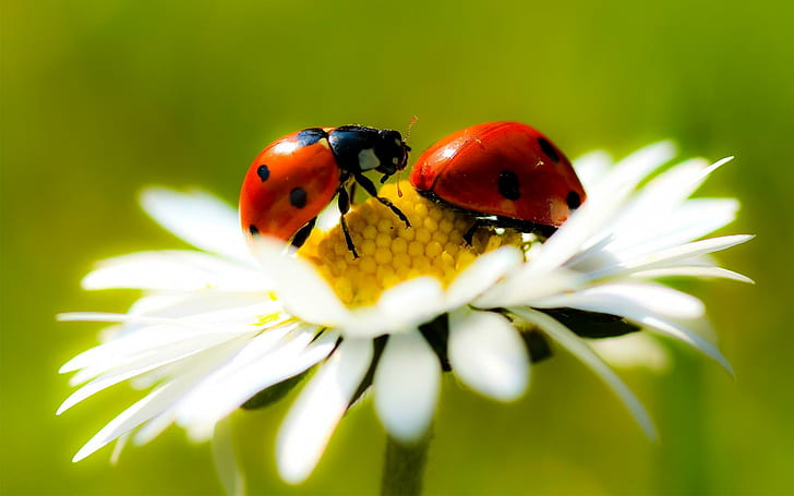 Ladybugs In Daisy, ladybugs, yellow, bautiful, black, nice, white, daisies, flowers, amazing, pistils, close-up, HD wallpaper