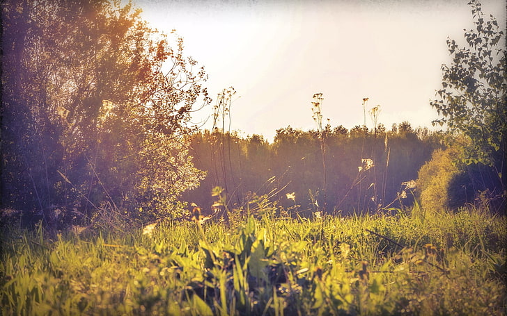 กรีนฟิลด์ฟิลด์รัสเซียสมุนไพรดวงอาทิตย์แสง, วอลล์เปเปอร์ HD