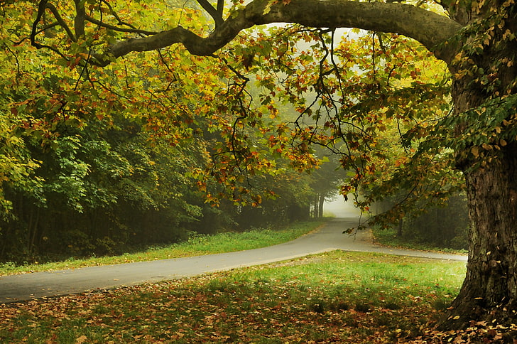 albero a foglie gialle, strada, foglie, alberi, natura, strada, alberi di autunno, bellissimo paesaggio, Autumn Park, Sfondo HD