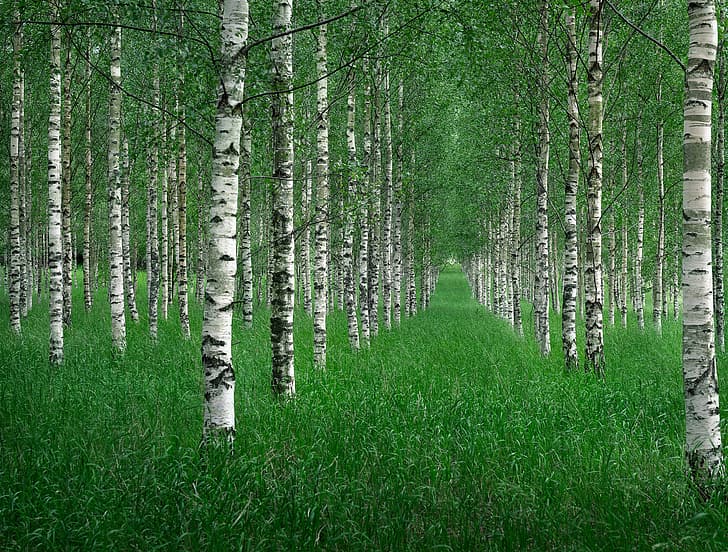 grass, trees, nature, Summer, birch grove, HD wallpaper