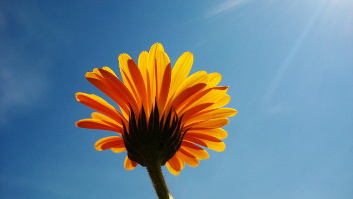słonecznik, nagietek, kwiat, niebo, promienie, wyraźnie, nastrój, Tapety HD