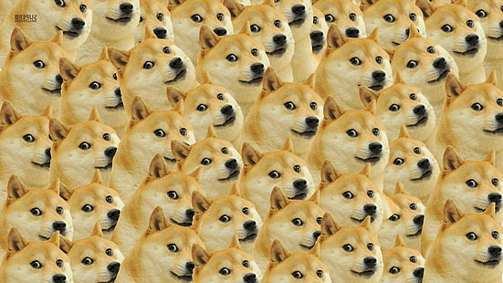Doge face memes dog, Tapety HD HD wallpaper