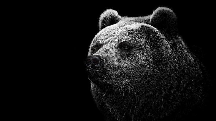 beruang grizzly, beruang, beruang Grizzly, Wallpaper HD