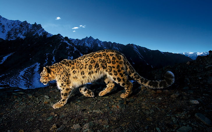 коричневый и черный леопард, большие кошки, небо, скала, Apple Inc., леопард, животные, природа, пейзаж, горы, леопард (животное), снежные барсы, снежный барс, синий, HD обои