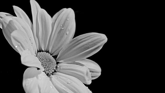 white flower, black and white, monochrome photography, dew, petal, photography, close up, monochrome, daisy, HD wallpaper HD wallpaper