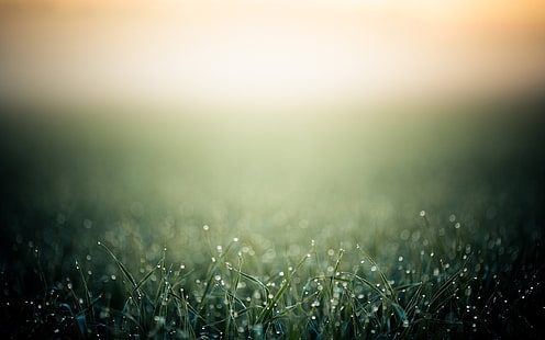 зелена трева, дълбочина на полето, фото манипулация, трева, боке, макро, роса, HD тапет HD wallpaper