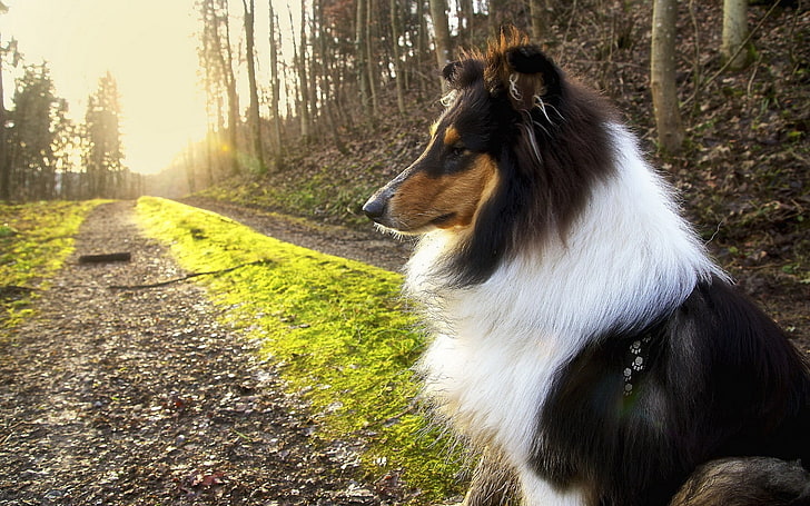 черно-белая длинношерстная собака, лес, собака, закат, природа, животные, HD обои
