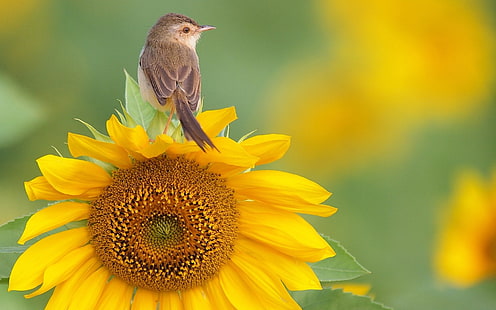 الطيور والزهور وعباد الشمس، خلفية HD HD wallpaper