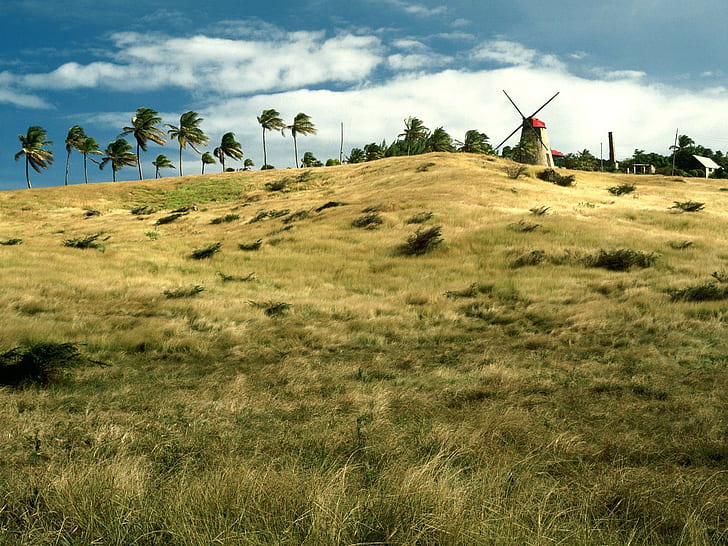 пейзаж, пальмы, ветряная мельница, ветрено, Барбадос, HD обои