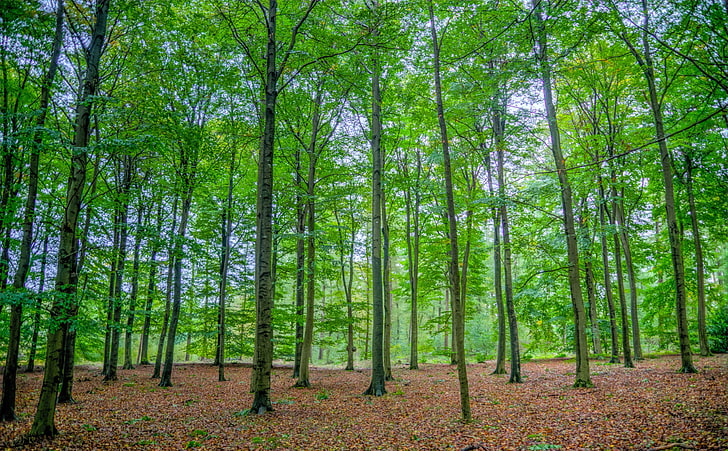 Green Deciduous Forest, green leafed trees, Nature, Forests, Summer, Green, Trees, Forest, Woods, Outdoor, Beech, HD wallpaper