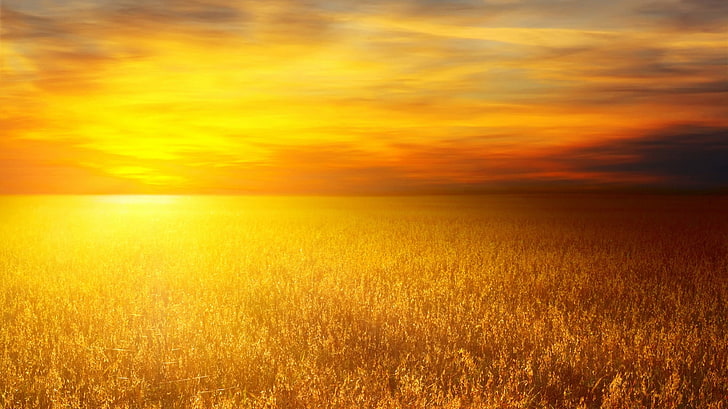 afternoon agriculture Sunset in Field Nature Fields HD Art , amazing, awesome, amber, afternoon, agriculture, ambar, HD wallpaper