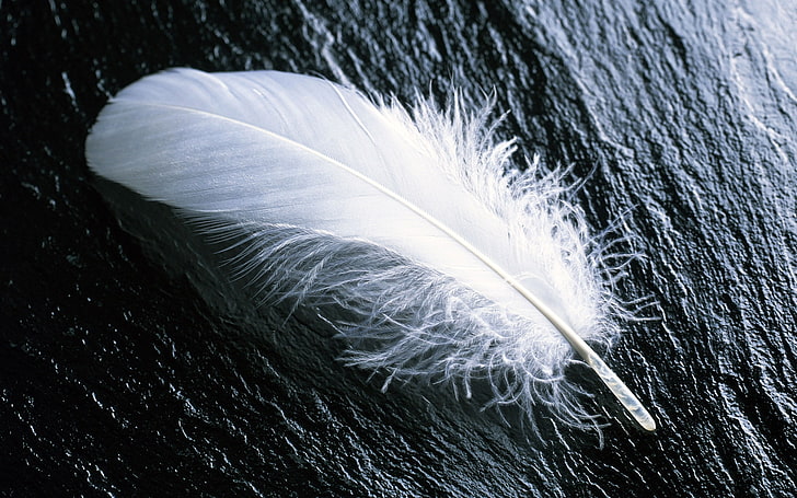 鳥の白い羽単一の白い羽動物鳥hdアート 鳥 白い羽 Hdデスクトップの壁紙 Wallpaperbetter