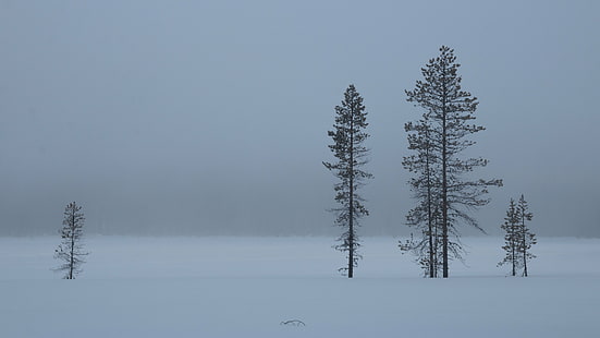 ثلاثة على الأرض المغطاة بالثلوج ، ضبابي ، صباح ، ثلج ، أرض ، بالاس ، أجش ، شتاء ، Kittilä ، Lappland ، FI ، ضباب ، بحيرة ضباب ، أشجار ، برد ، جليد ، متجمد ، Canon EOS 70D ، طبيعة ، غابة ، شجرة ، منظر طبيعي الصقيع في الهواء الطلق الباردة - درجة الحرارة البيضاء مناظر طبيعية لشجرة التنوب والغابات الموسم الجبل، خلفية HD HD wallpaper