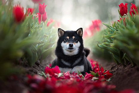 Dogs, Shiba Inu, Dog, Pet, HD wallpaper HD wallpaper