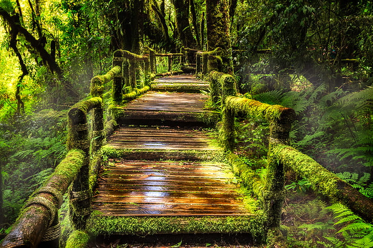 Buatan manusia, papan jalan, jembatan, hutan, tanaman hijau, lumut, hutan hujan, Wallpaper HD