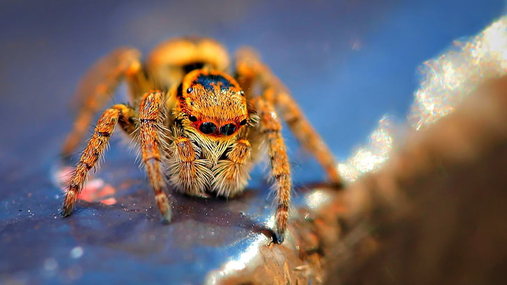 araignée brune et noire, araignée, macro, araignée sauteuse, Fond d'écran HD