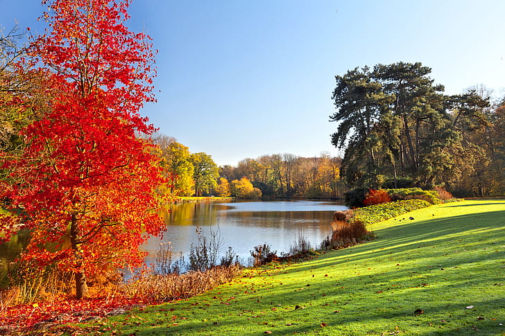 autunno, paesaggio, lago, parco, albero, stagione autunnale, Sfondo HD