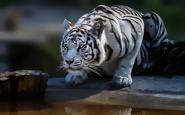 art numérique, chat sauvage, tigre, tigres blancs, gros chats, Fond d'écran HD