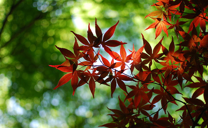 Червено кленово дърво HD тапет, червено листно дърво, природа, гори, листа, дърво, клен, червено, HD тапет