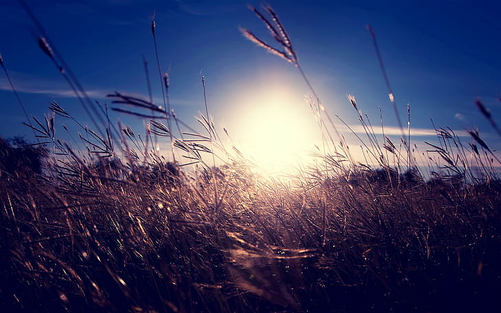 природа, трева, слънчева светлина, дълбочина на полето, колоски, HD тапет