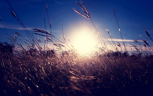кафява пшеница, без заглавие, природа, слънчева светлина, трева, колоски, дълбочина на полето, HD тапет HD wallpaper