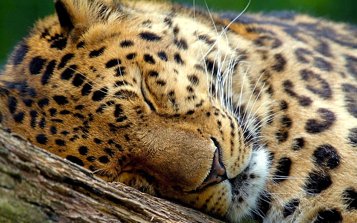 brown and black leopard, leopard, sleep, eyes, muzzle, HD wallpaper