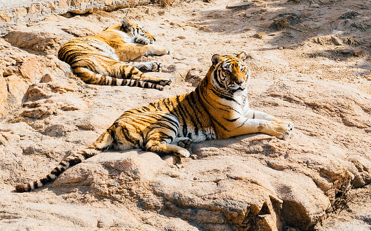 tiger, lying backgrounds, predators, stones, download 3840x2400 tige, HD wallpaper