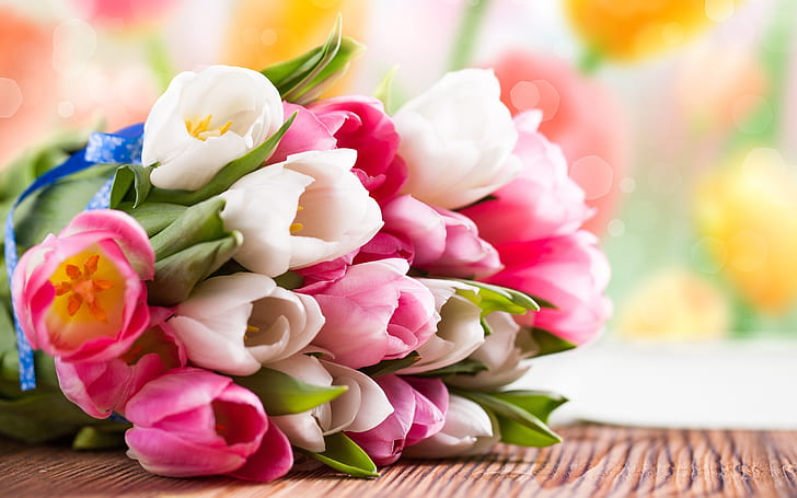 분홍색과 흰색 튤립 꽃 꽃다발, 빨간 분홍색과 흰색 튤립 꽃다발, 핑크, 화이트, 튤립, 꽃, 꽃다발, HD 배경 화면
