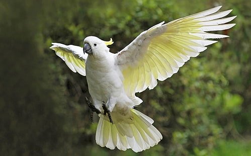 Vögel, Vogel, Bokeh, Kakadu, Flug, Papagei, Gelbhaubenkakadu, Flügel, HD-Hintergrundbild HD wallpaper