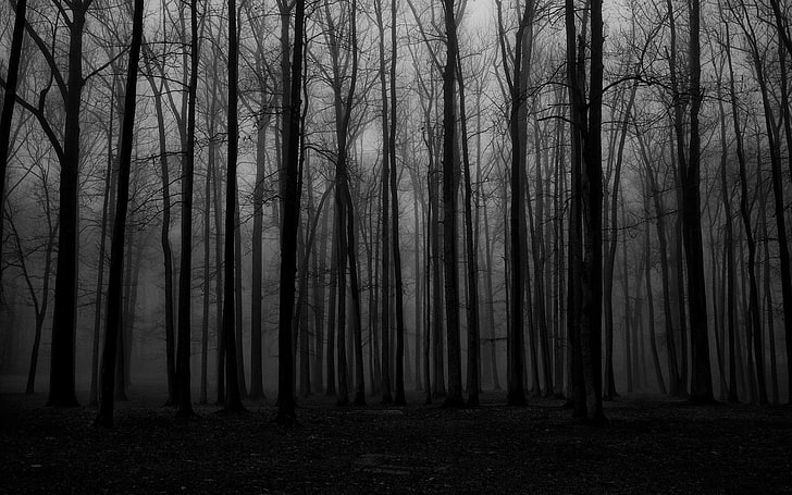 forest trees, forest, mist, spooky, nature, dark, HD wallpaper